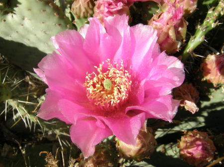 cactus flower