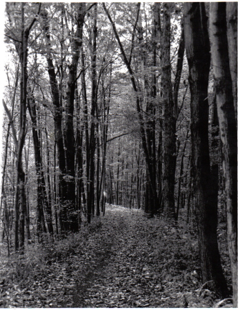 Wooded Path