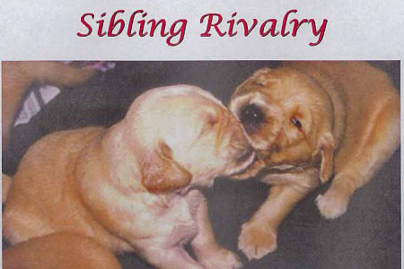 Sibling Rivalry