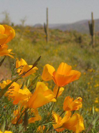 Desert Poppies