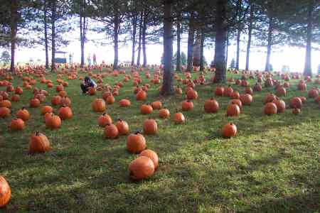 Huge pumpkin field