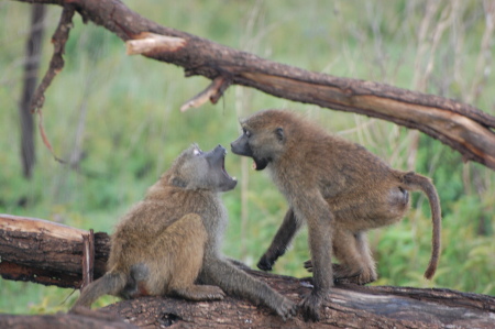 Baboons in Ngorongoro Crater