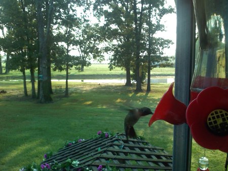 My backyard view & Humming Bird