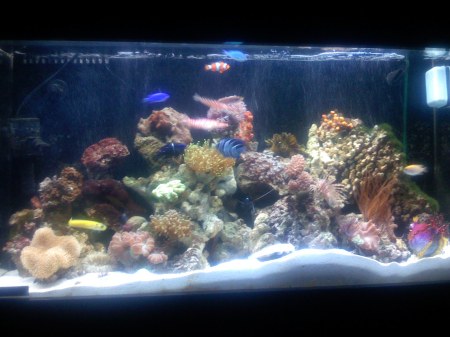 ONE OF MY REEF TANK'S