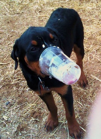 Thor Jr Loves Starbucks too!!