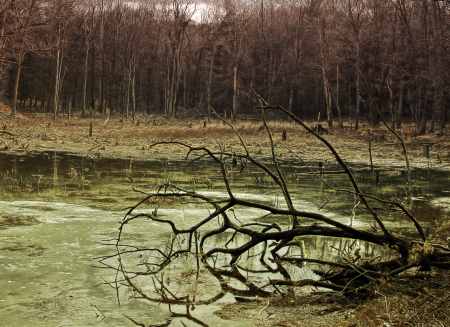 Winter Swamp