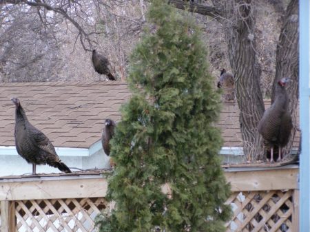 Wild Turkeys on the Neighbors House