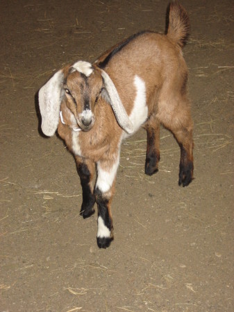 Billy the Kid (Nubian baby)