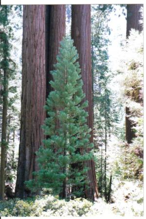 Sequoia