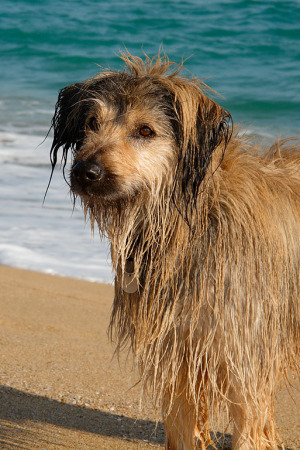 drac at the beach