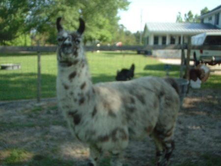 ROCKY the llama