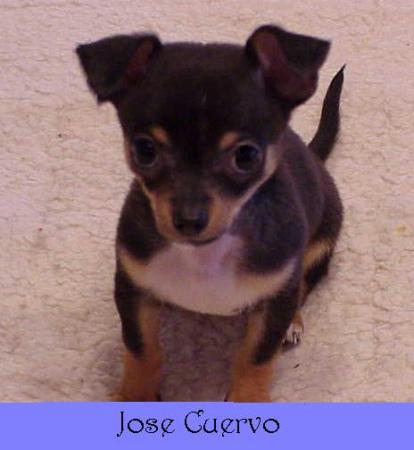 Jose puppy