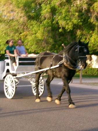 Horse drawn wagon.