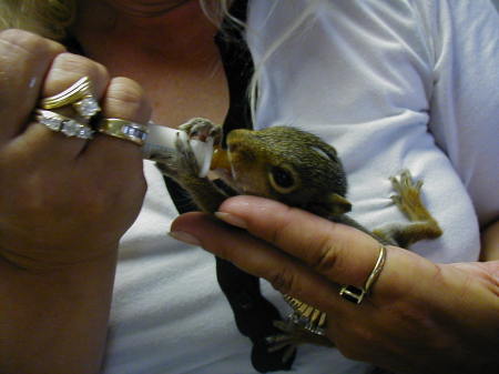 Eastern Grey Squirrels