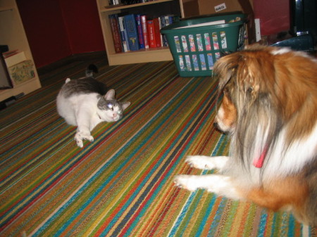 The two boys of our family: Patches the cat and Buster the dog