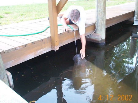 Manatee