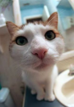 Fish Eye Lens Cat