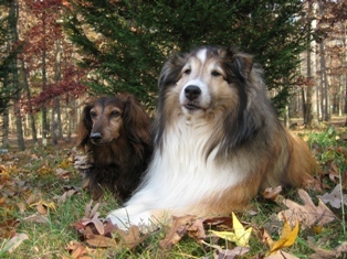 Bruno (doxie) and Colby (sheltie)