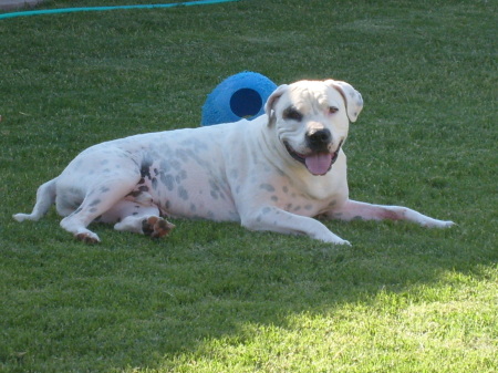 MY HUSBANDS DOG, RUGBY