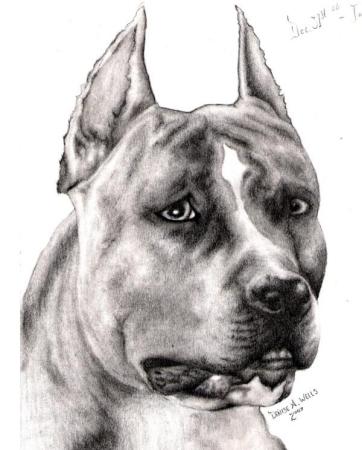 Brindle Pitbull Drawing by Denise A. Wells