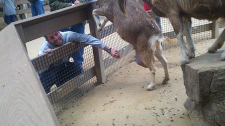 Petting zoo at Family Reunion 2011