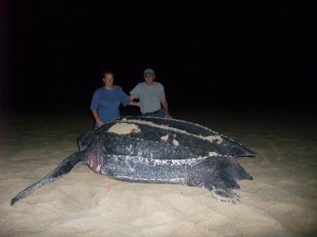 Leatherback Turtle