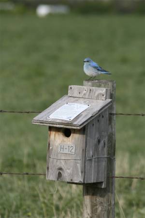 Bluebird at the Bluebird house