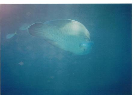 Darlene Stedman's album, The Great Barrier Reef