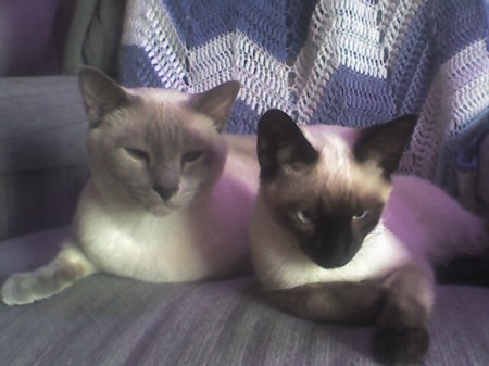 My 2 siamese