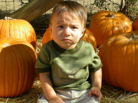Not really likeing the pumpkin patch