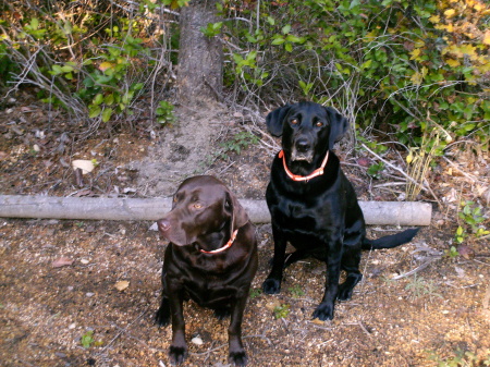 coco and bridget