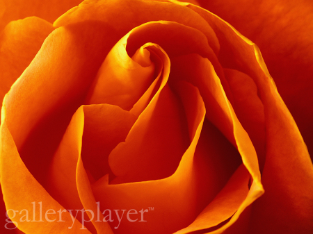 Flower - GalleryPlayer