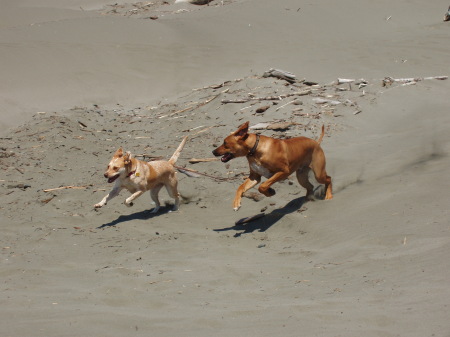 playing at the beach