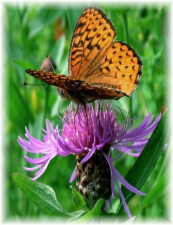 butterfly on thistle