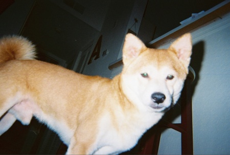 Shakiru - a Shiba Inu