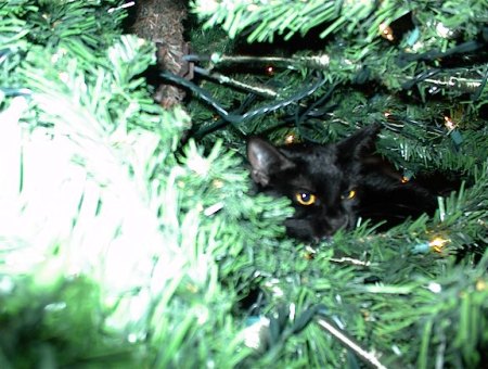 Yes !!  Theres A CAT in The Tree !!!! ..