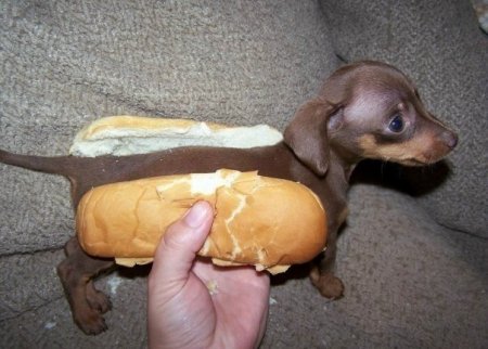 Mmm.. Hot dog!