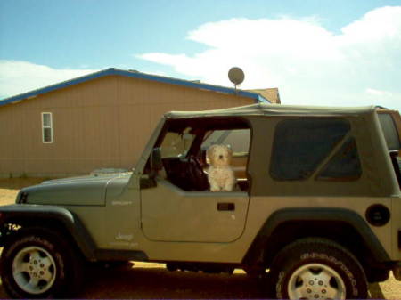 Love of my life dog and my jeep