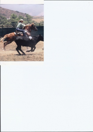 Susie with her horse team penning in CA.