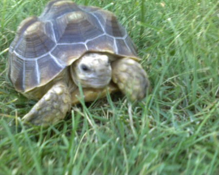 my cool turtle