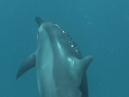 Spinner Dolphin