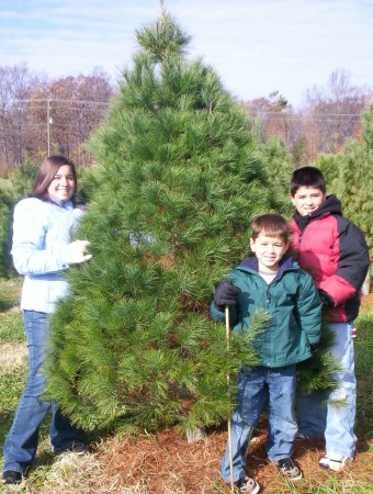 Visit to the Christmas tree farm