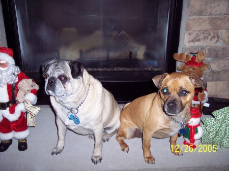 Samson Pug and Oscar Jug