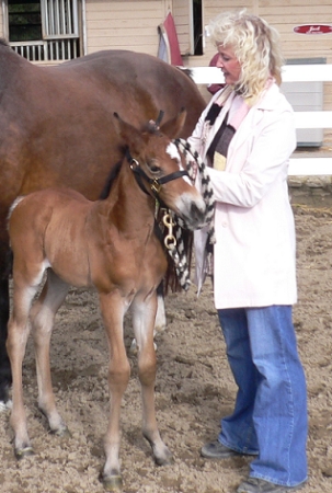 a new 1 week old foal, Reggie