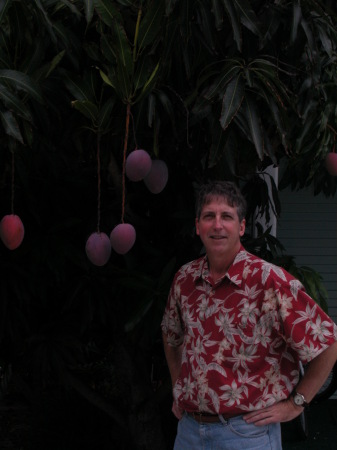 Harvest time at the mango tree