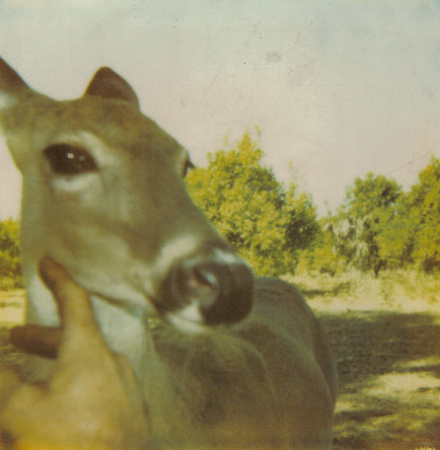 Front yard deer