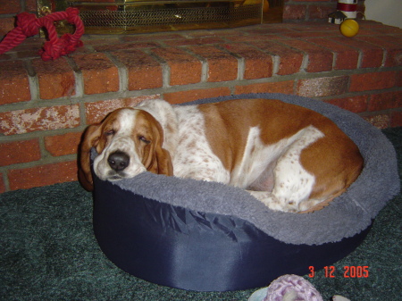 Don't forget Toby our sleepy Basett Hound