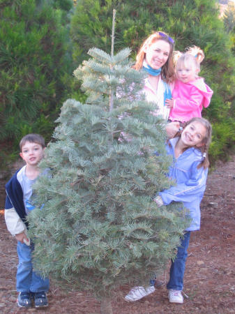 Christmas Tree Shopping with the kids