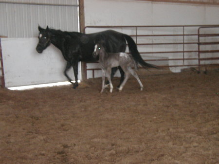 Missy and her 3 wk old filly