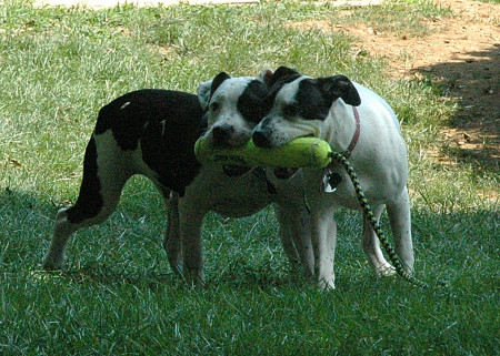 Petey & Spanky